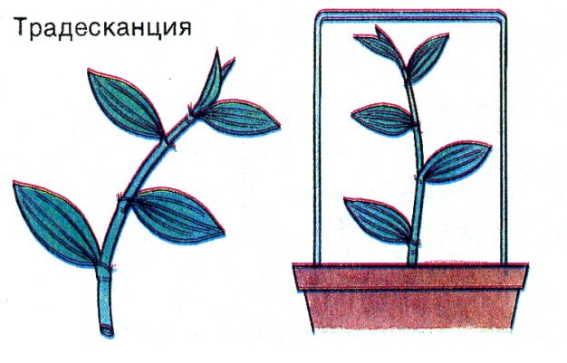 Размножение стеблевыми черенками рисунок